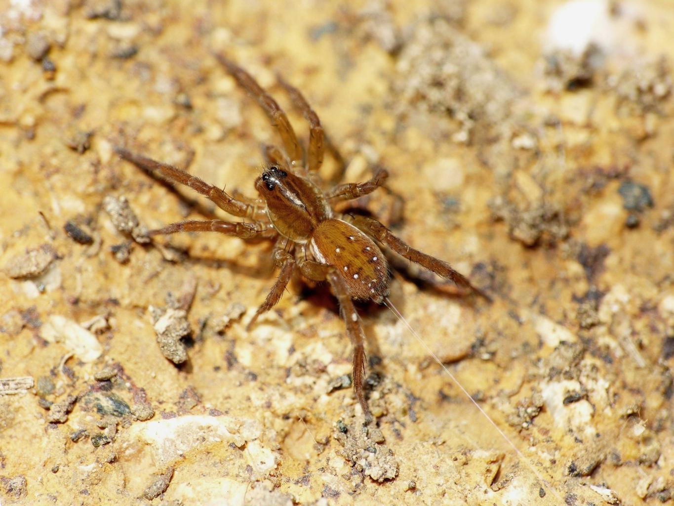 Pirata sp. - Santa Severa (RM)